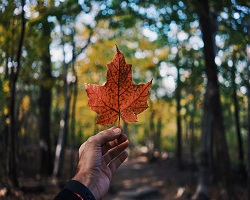 Person holding red leaf