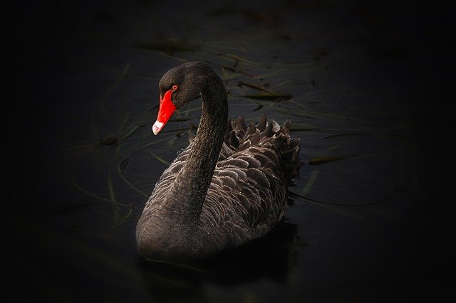 Black swan 122983 640 holger detje pixabay