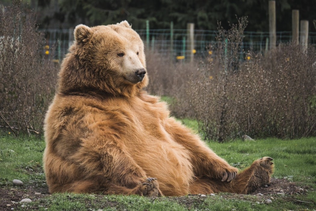 Lazy bear sitting