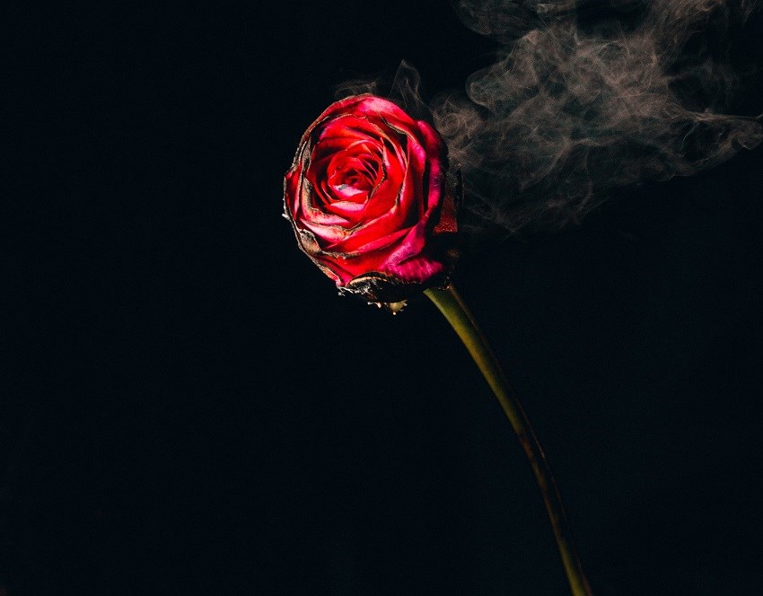 Burnt rose