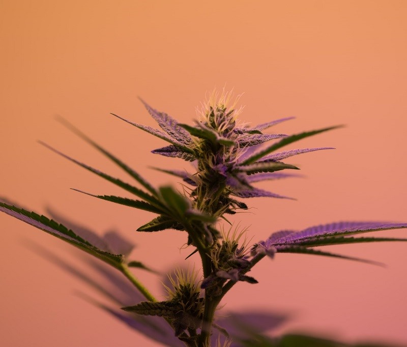 Cannabis plant with orange background
