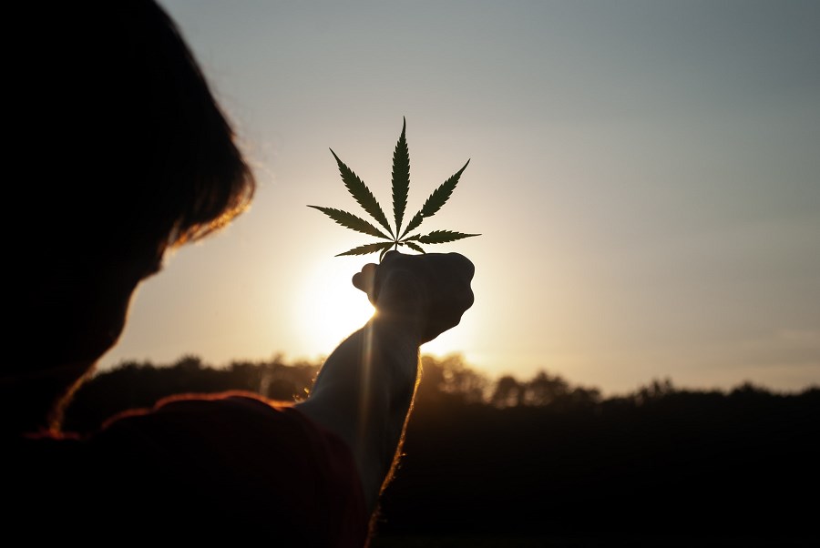 Cannabis leaf heald up to the sun