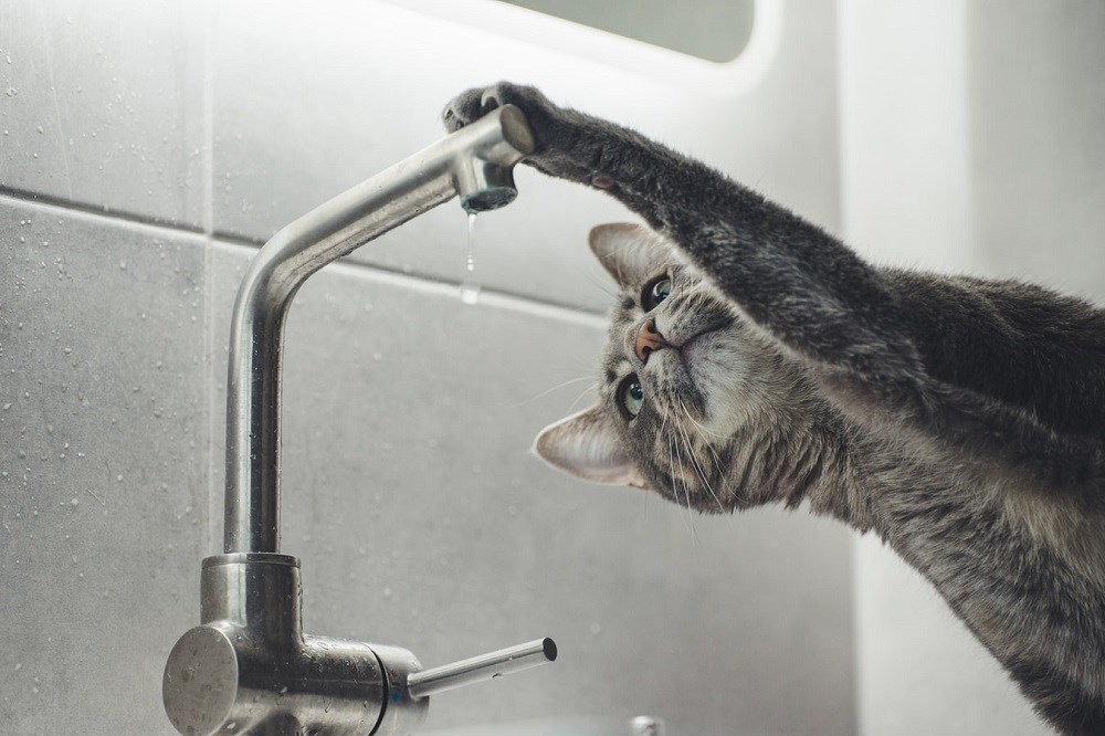 Cat looking at tap