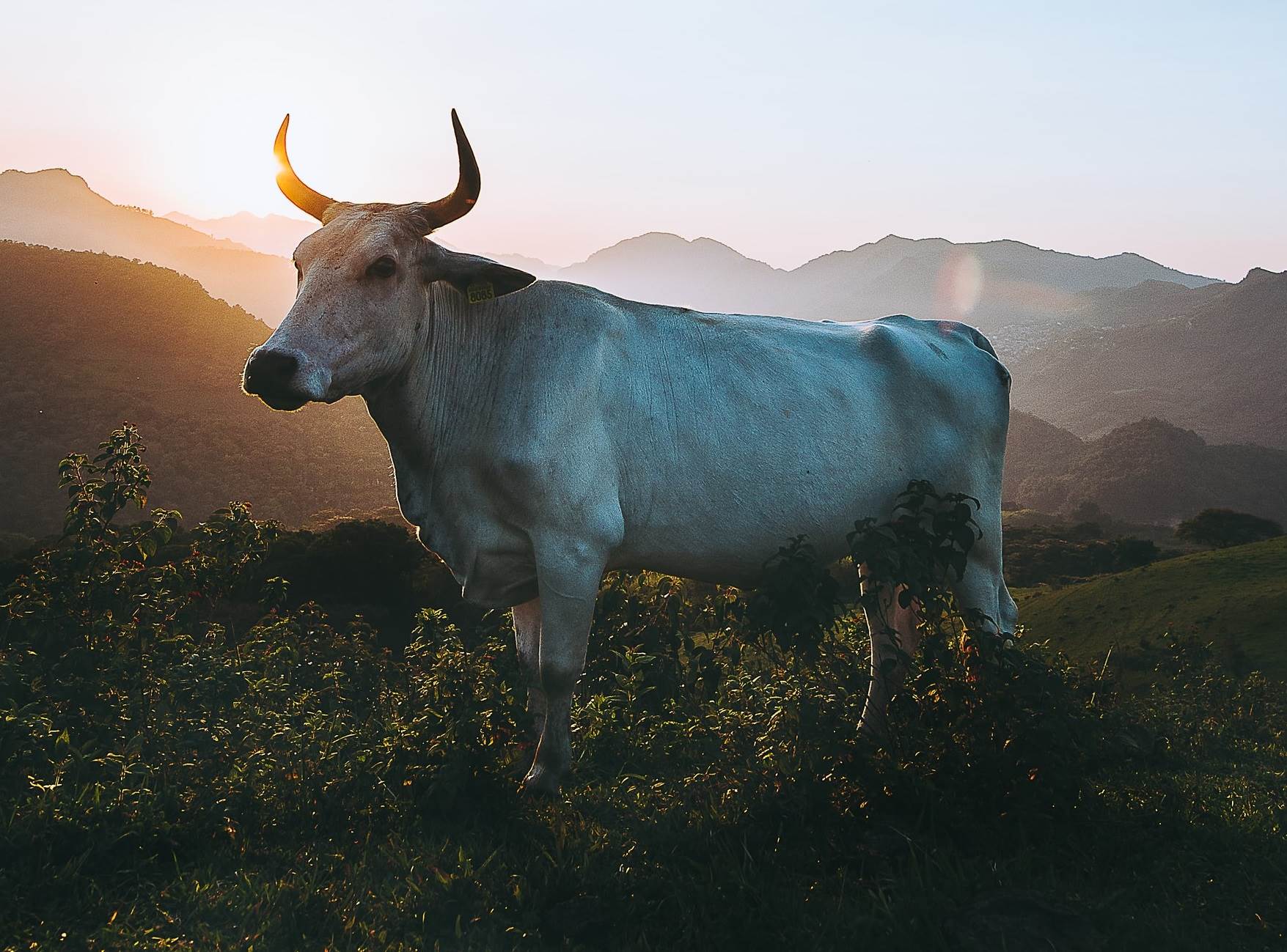 Glorious-looking bull 