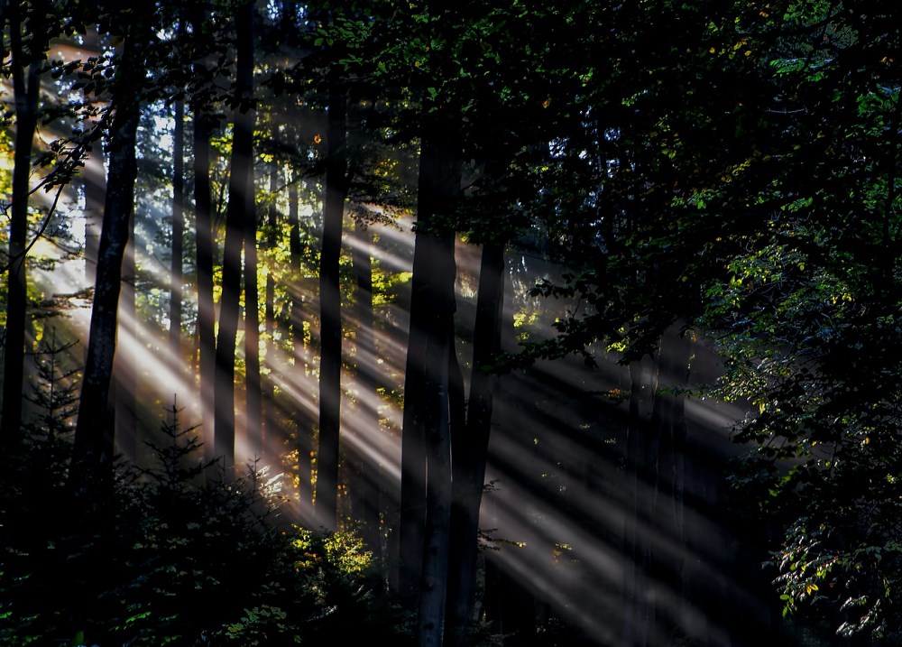 Light pouring through trees 