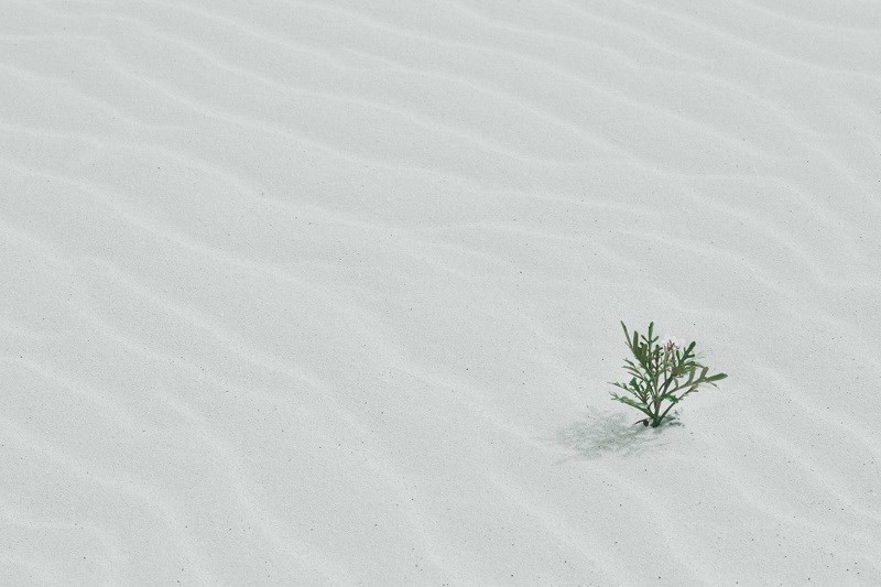 Plant in sand