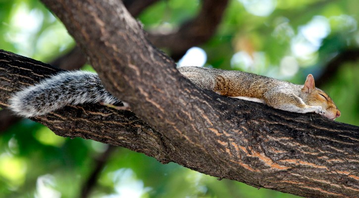 A squirrel sleeping peacefully