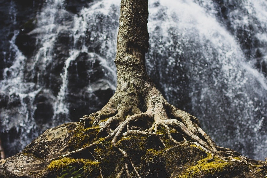 Un arbre et ses racines