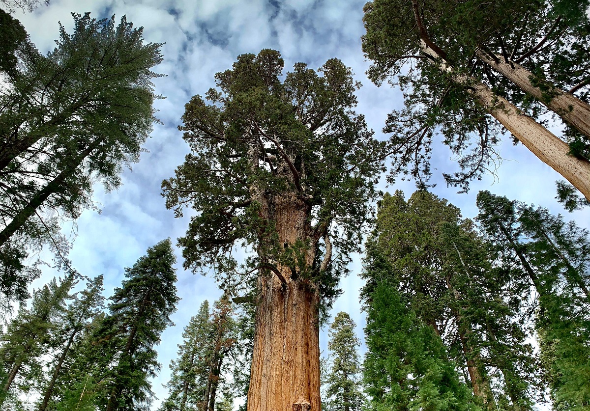 Large redwood tree