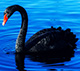 Black swan thumbnail