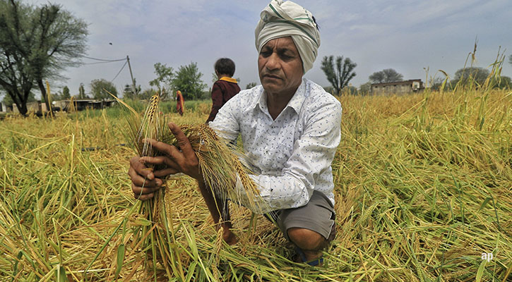 Farmer holding wheat in India