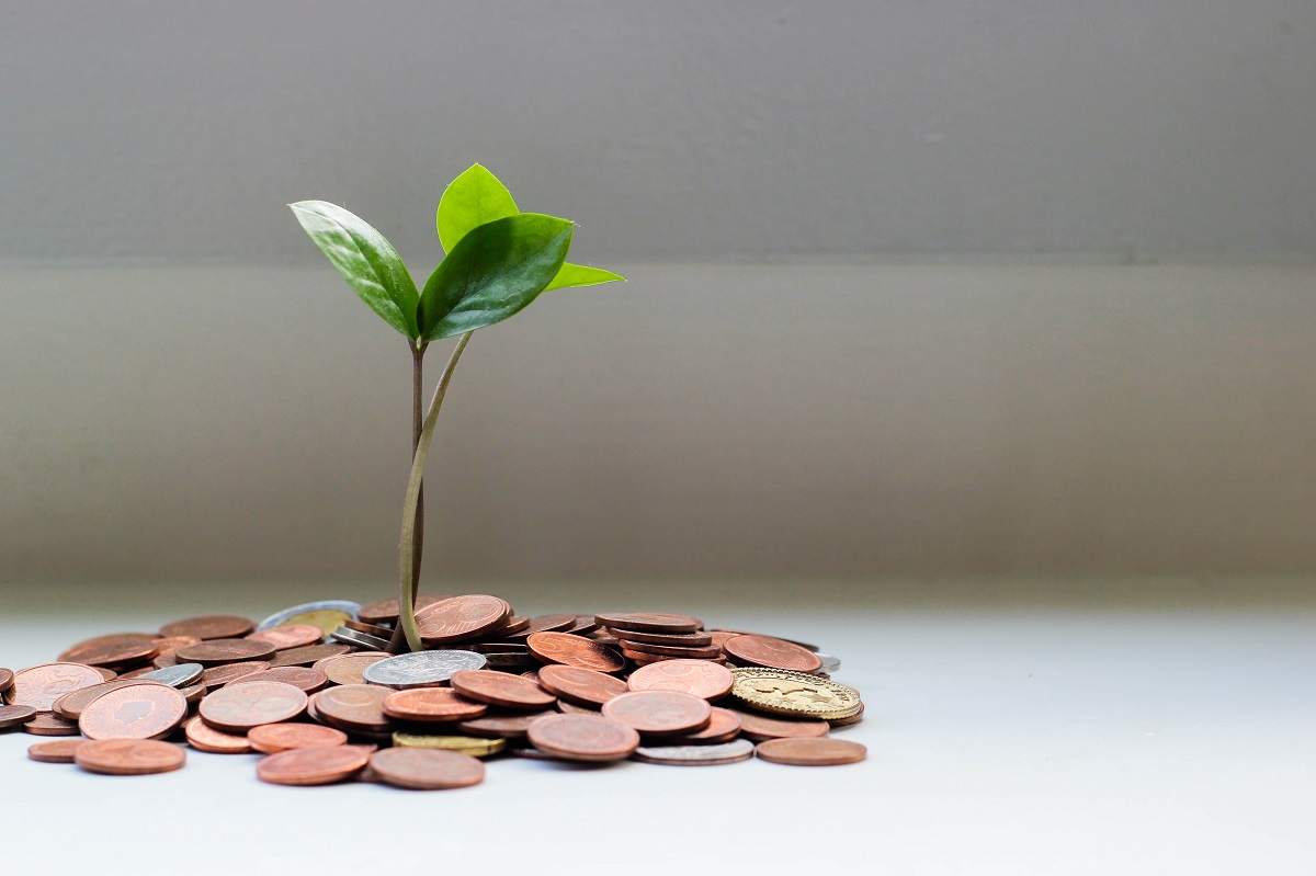 Growing money tree