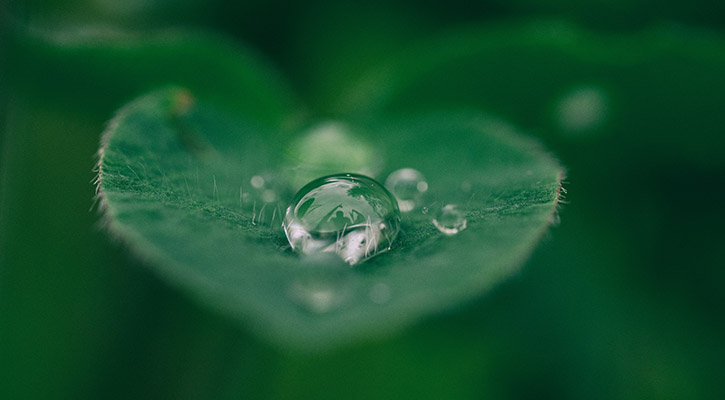 Water droplet on leaf